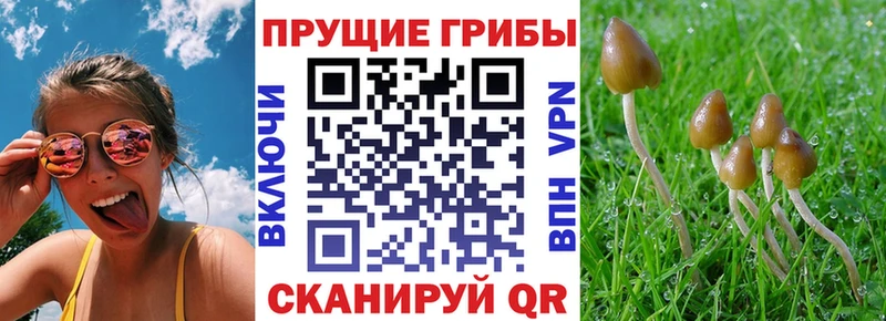 Галлюциногенные грибы GOLDEN TEACHER Северодвинск